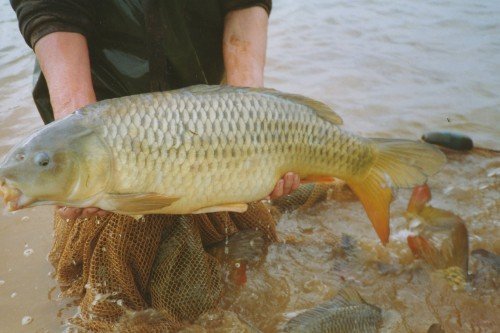 p60.jpg